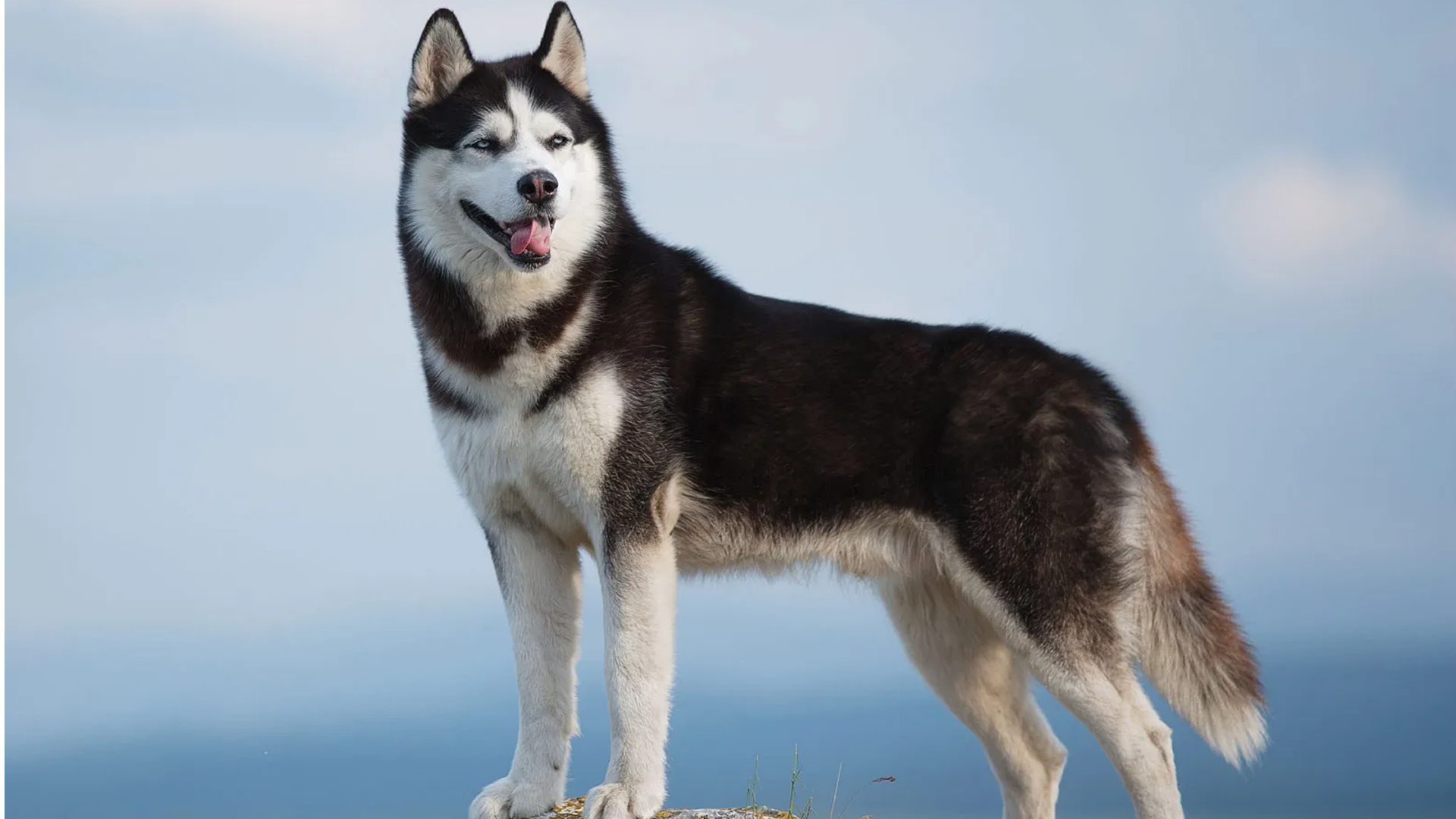 Siberian Husky